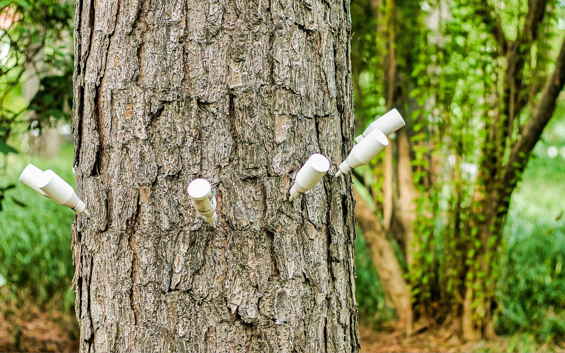 Affordable Tree Service Knoxville, TN The Tree Service