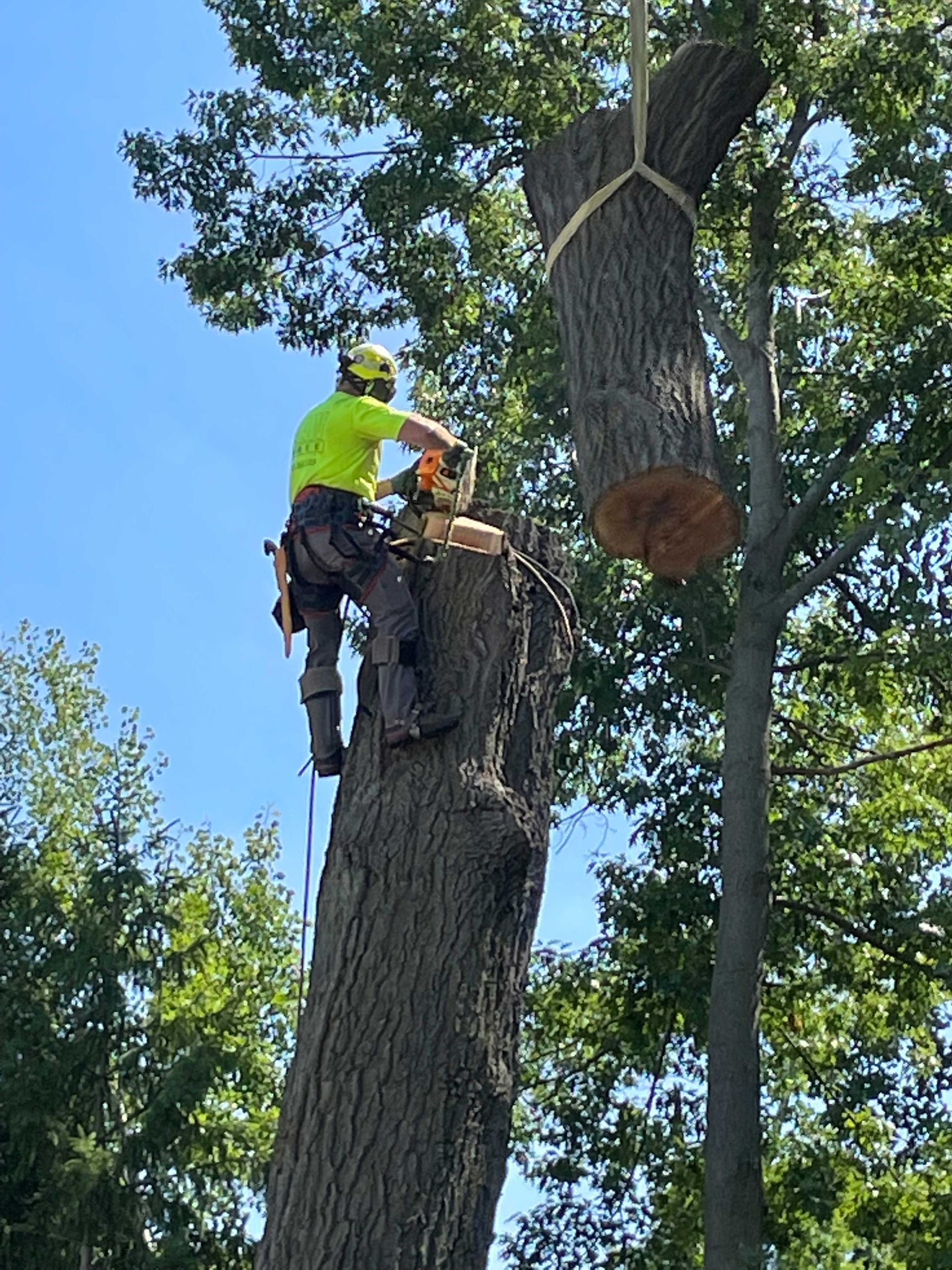 Tree Care Services | Green Bay, WI Area | AAW Tree Service