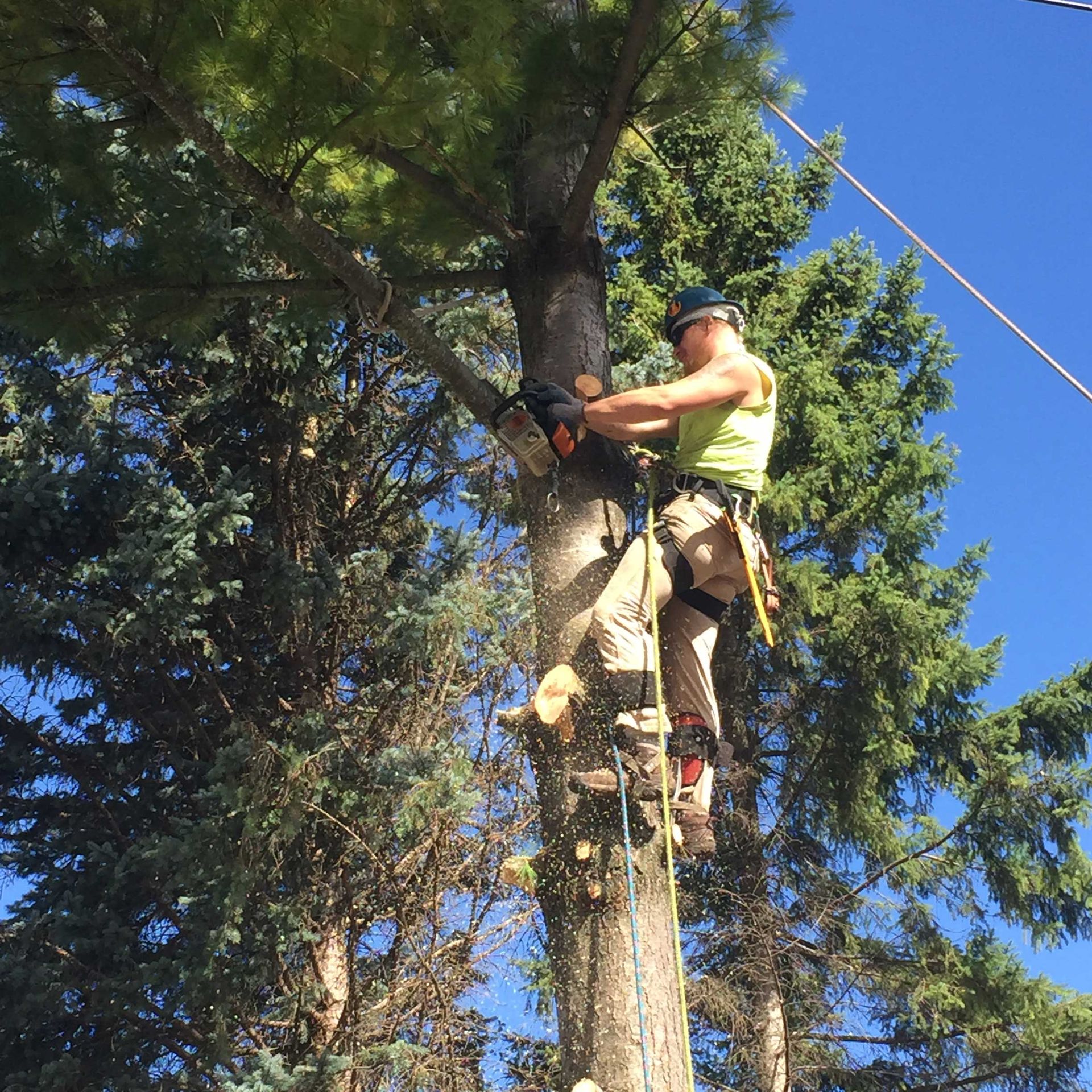 Tree Care Gallery | AAW Tree Service