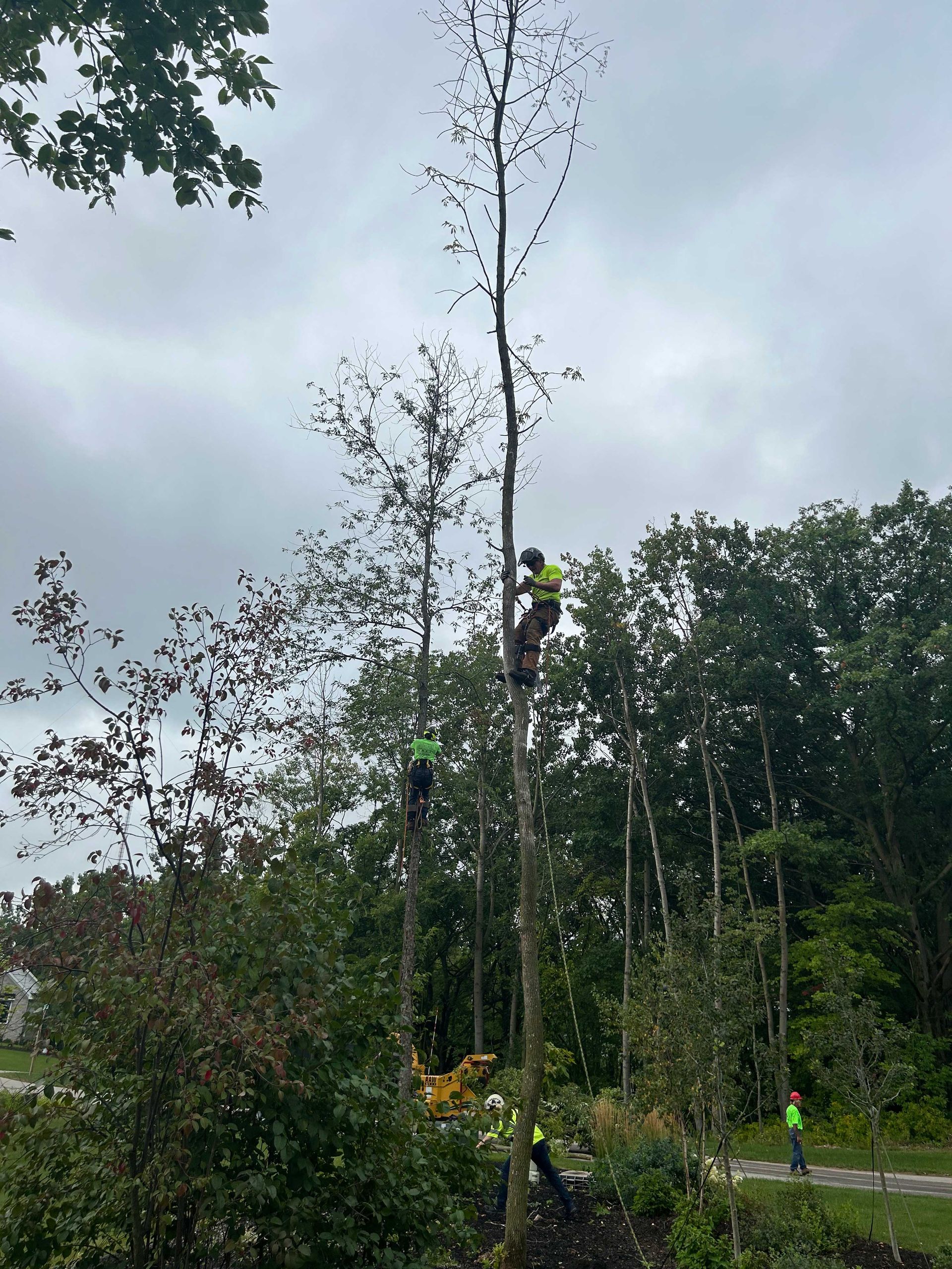Workman Tree Service Tree Care Gallery | AAW Tree Service