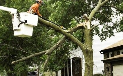 A person in a bucket truck uses a chainsaw to prune a broken branch from a tree in front of a house.