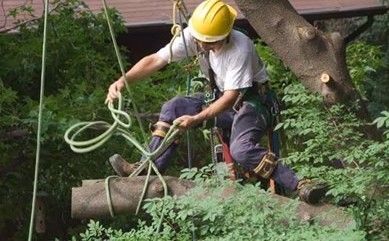 An arborist in a yellow hard hat and safety gear uses ropes to lower a large log from a tree in a wooded area.