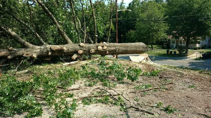 A large, limbed tree trunk lies on the ground in a grassy residential area near a street.