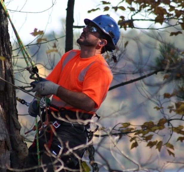 A worker in a bright orange shirt and blue hard hat, secured by ropes and a harness, performing tree maintenance.