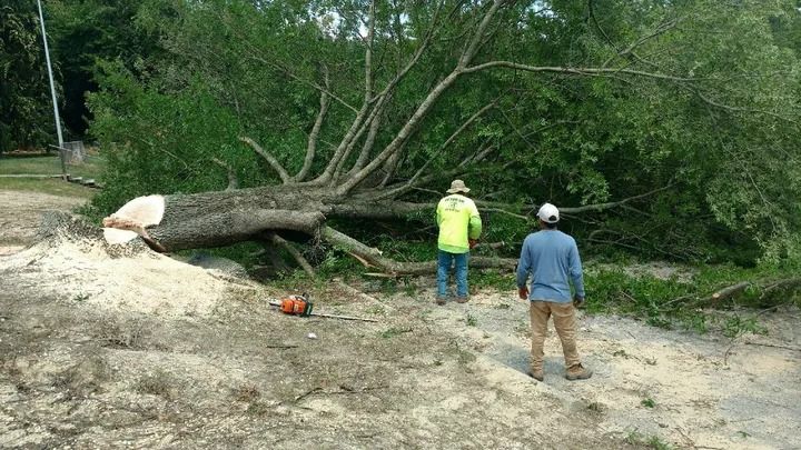 Two workers stand near a large tree recently felled by a chainsaw in a grassy area with wood chips on the ground.