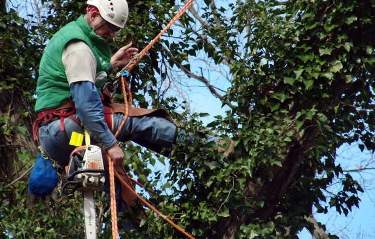 A person in a helmet and harness works while suspended in a tree covered in ivy, holding a chainsaw.