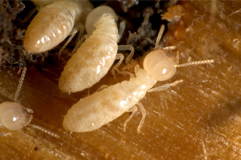 Termites