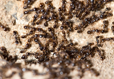 Ants