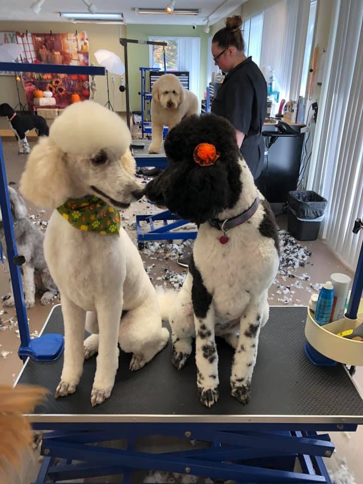 Adorable Pet Grooming Dog Groomers Noblesville, IN