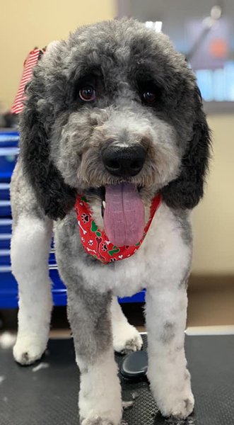 Adorable Pet Grooming Photo Gallery