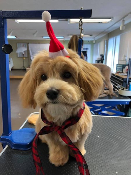 Adorable Pet Grooming Photo Gallery | Noblesville, IN