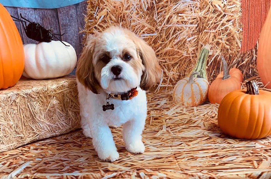 Adorable Pet Grooming Photo Gallery Noblesville, IN