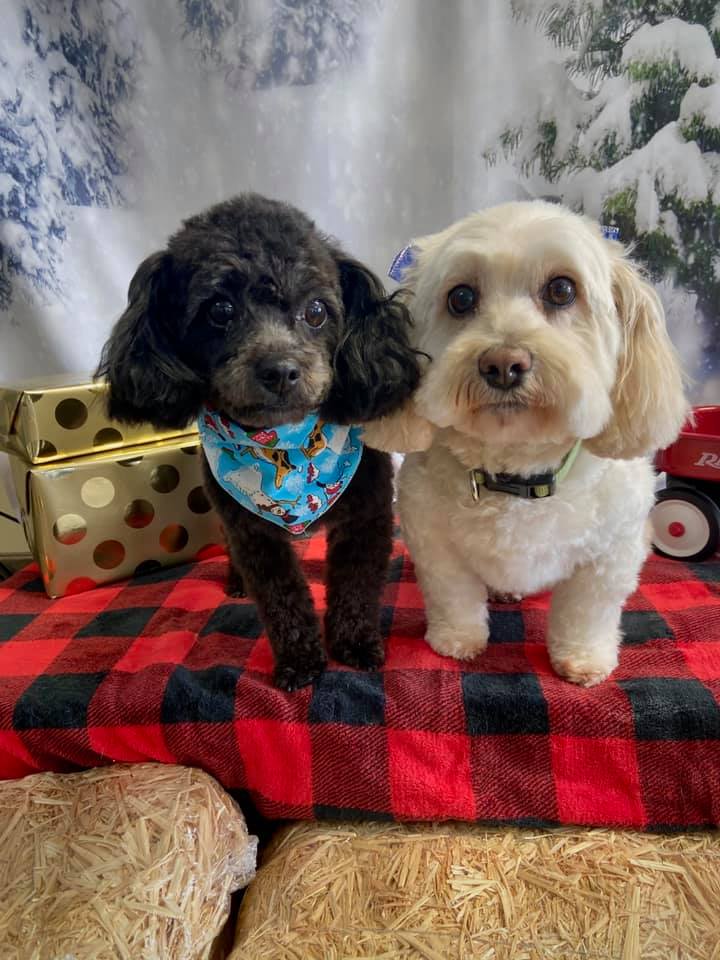 Adorable Pet Grooming Photo Gallery Noblesville, IN