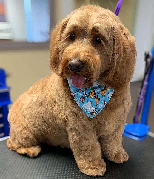 Adorable Pet Grooming Photo Gallery Noblesville, IN