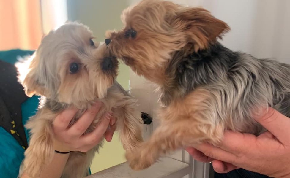 Adorable Pet Grooming Photo Gallery Noblesville, IN