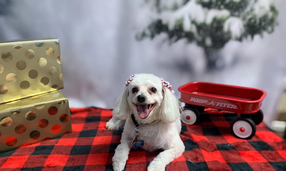 Adorable Pet Grooming Photo Gallery Noblesville, IN