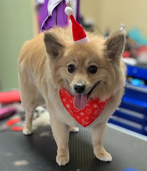 Adorable Pet Grooming Photo Gallery Noblesville, IN