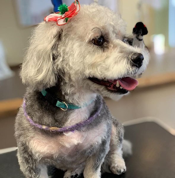 Adorable Pet Grooming Photo Gallery Noblesville, IN