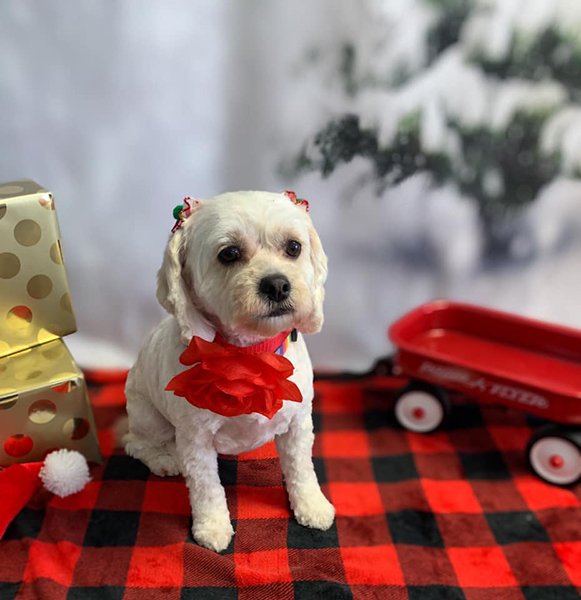 Adorable Pet Grooming Photo Gallery Noblesville, IN