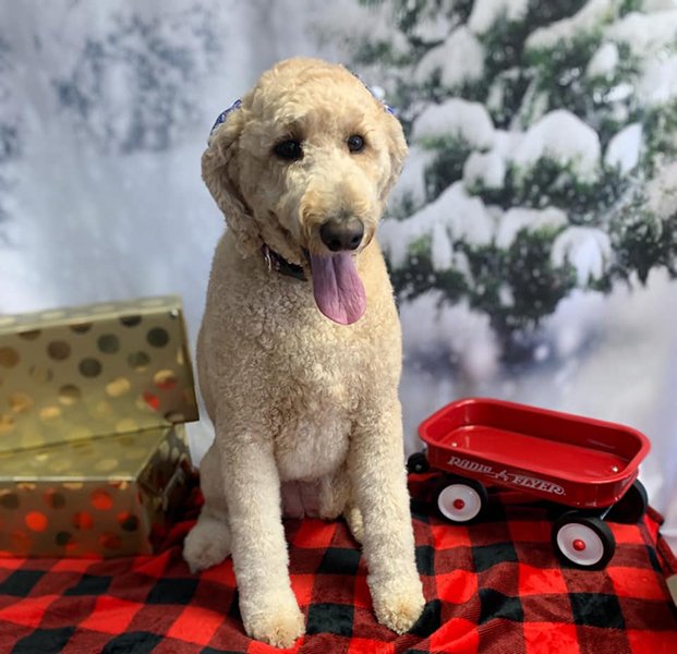 Adorable Pet Grooming Photo Gallery Noblesville, IN