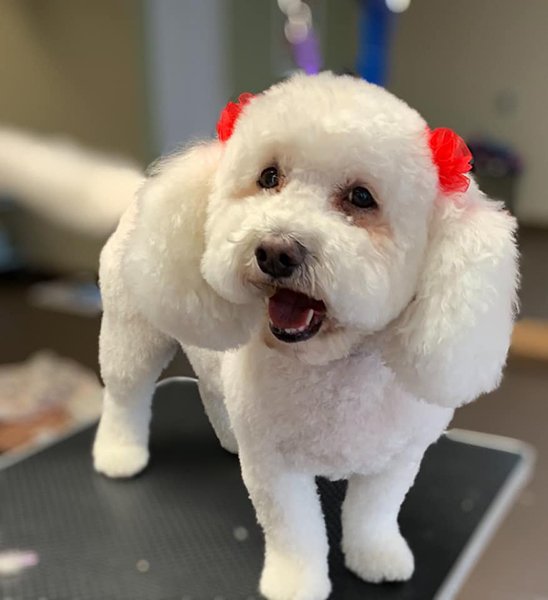 Adorable Pet Grooming Photo Gallery Noblesville, IN