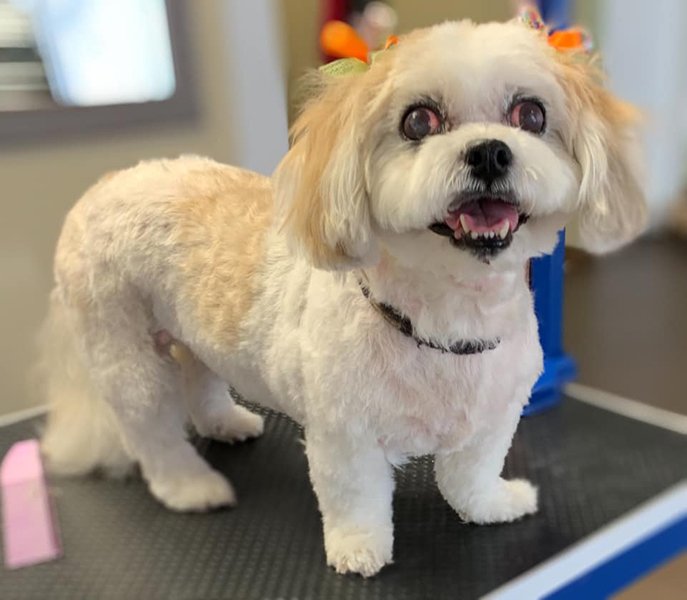 Adorable Pet Grooming Photo Gallery Noblesville, IN