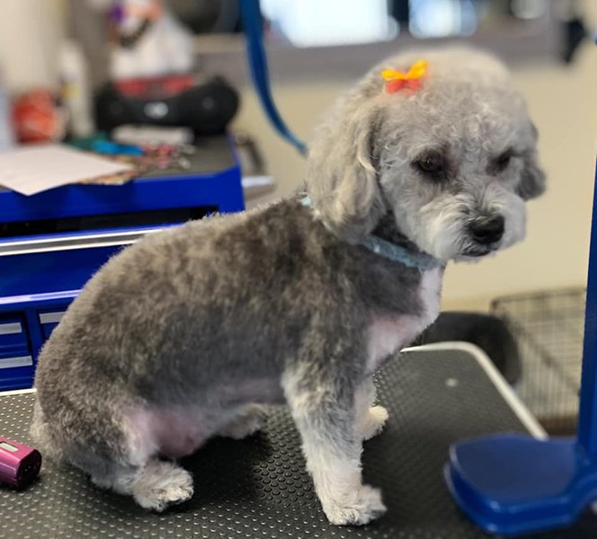Adorable Pet Grooming Photo Gallery Noblesville, IN