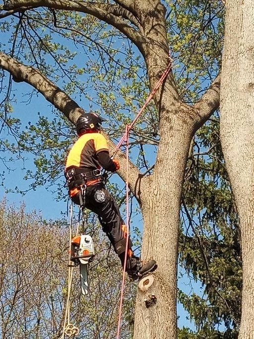 Tree Care Bargain Tree Service Warners, NY