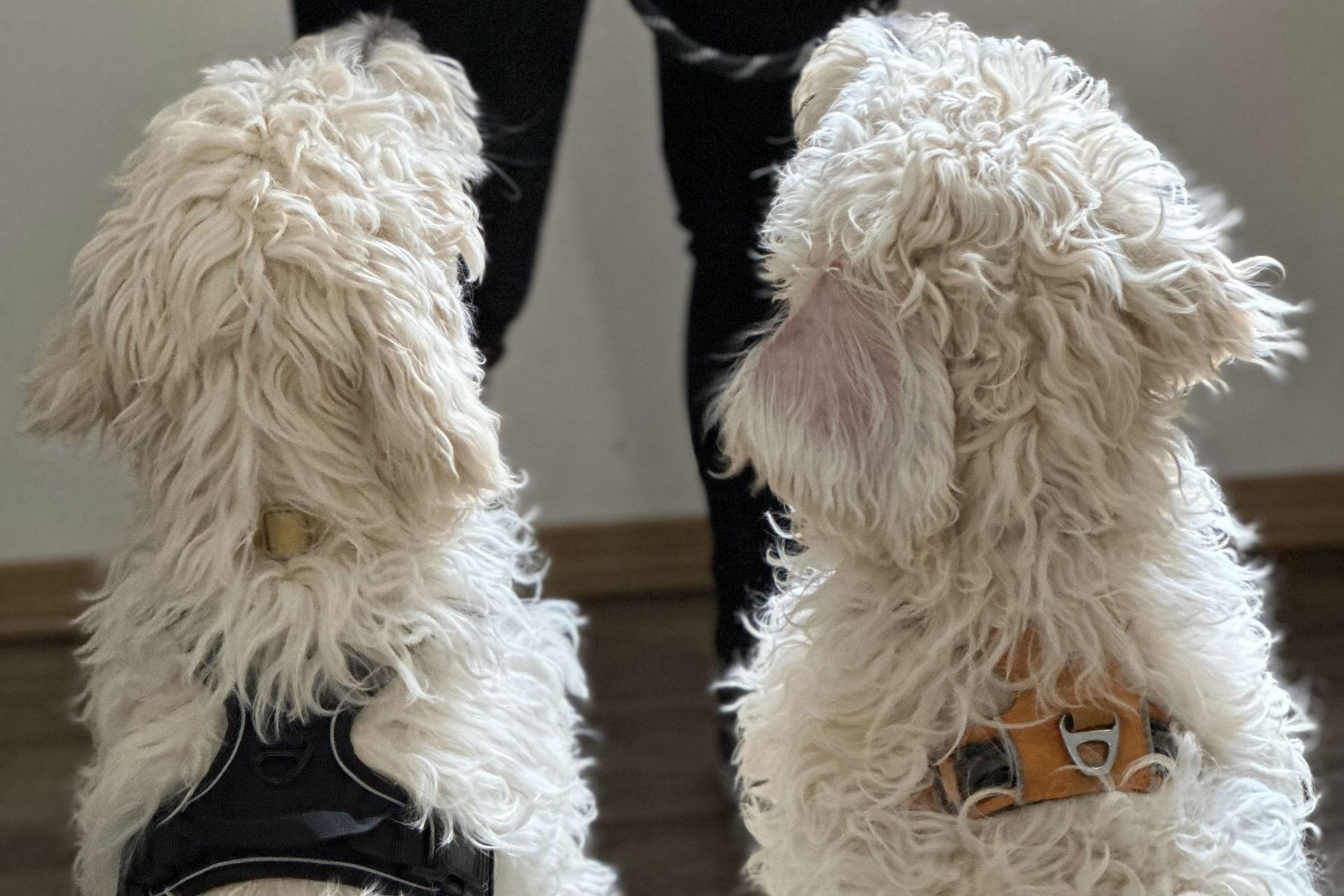 Dog Trainer Everett Edmonds Pet Coach to the Rescue