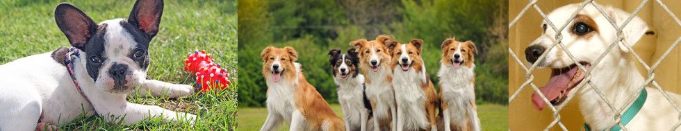 Contact K-9 Dog Kennels - Springfield IL | 217-546-8700