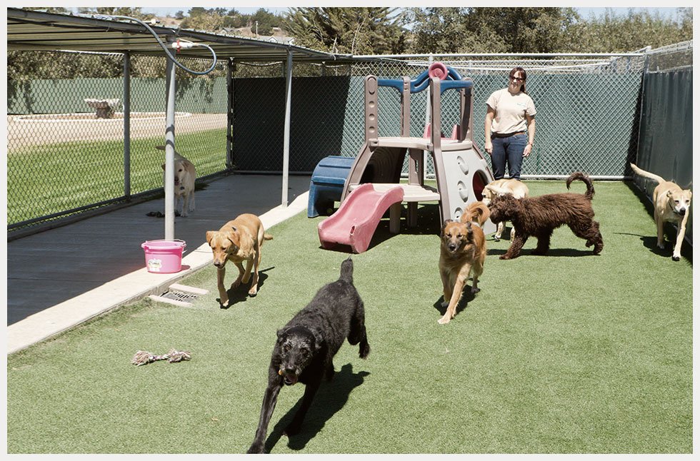 K9 Dog Kennels Doggy Daycare Springfield, IL