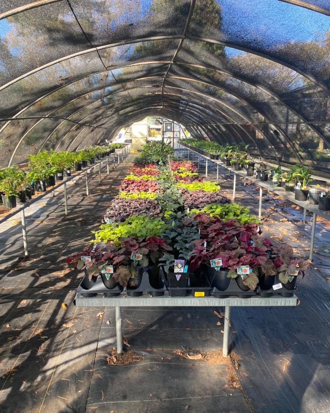 Stunning Bennett Nursery Huntsville Al Gallery