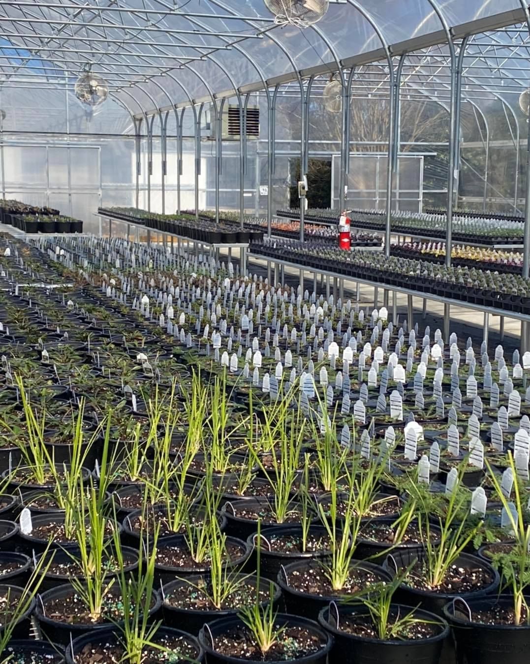 Stunning Bennett Nursery Huntsville Al Gallery