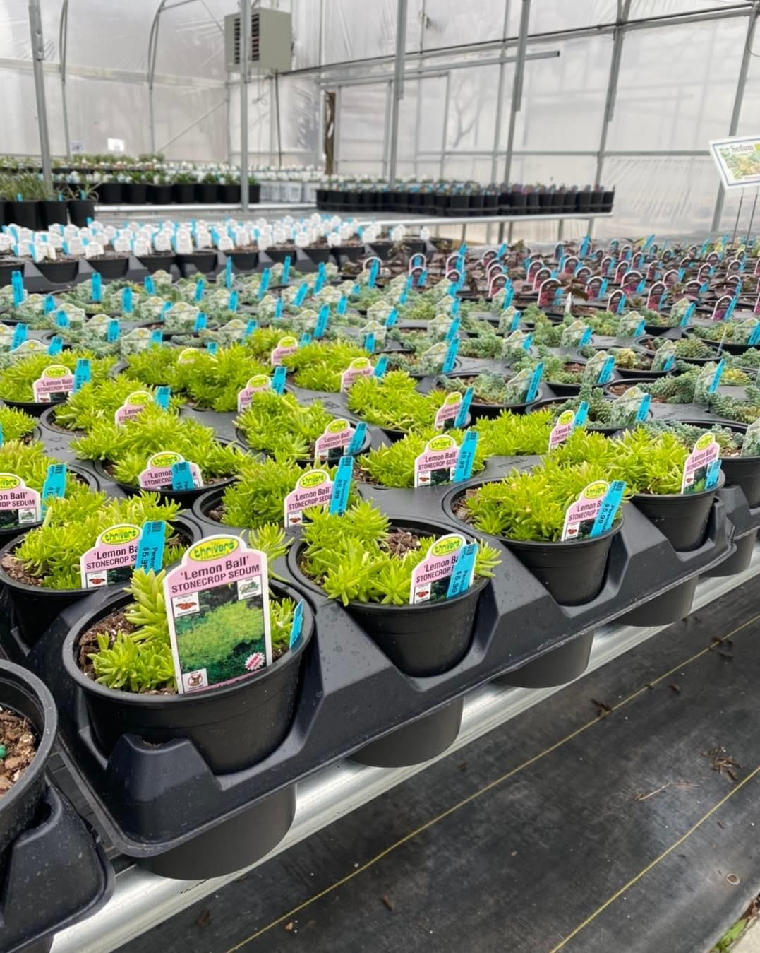 Stunning Bennett Nursery Huntsville Al Gallery