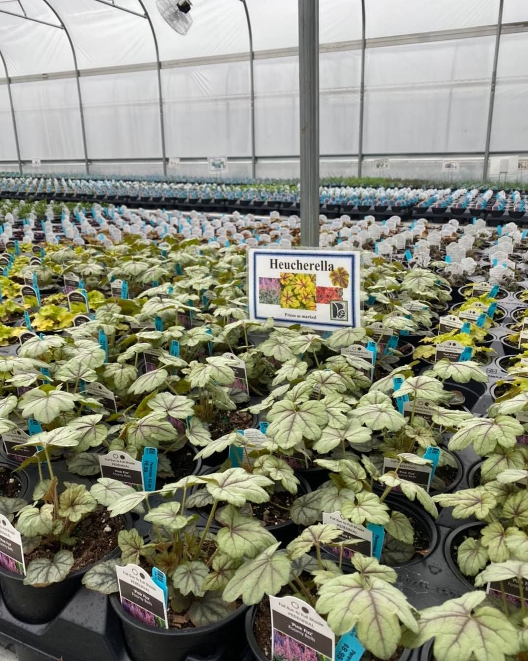 Stunning Bennett Nursery Huntsville Al Gallery