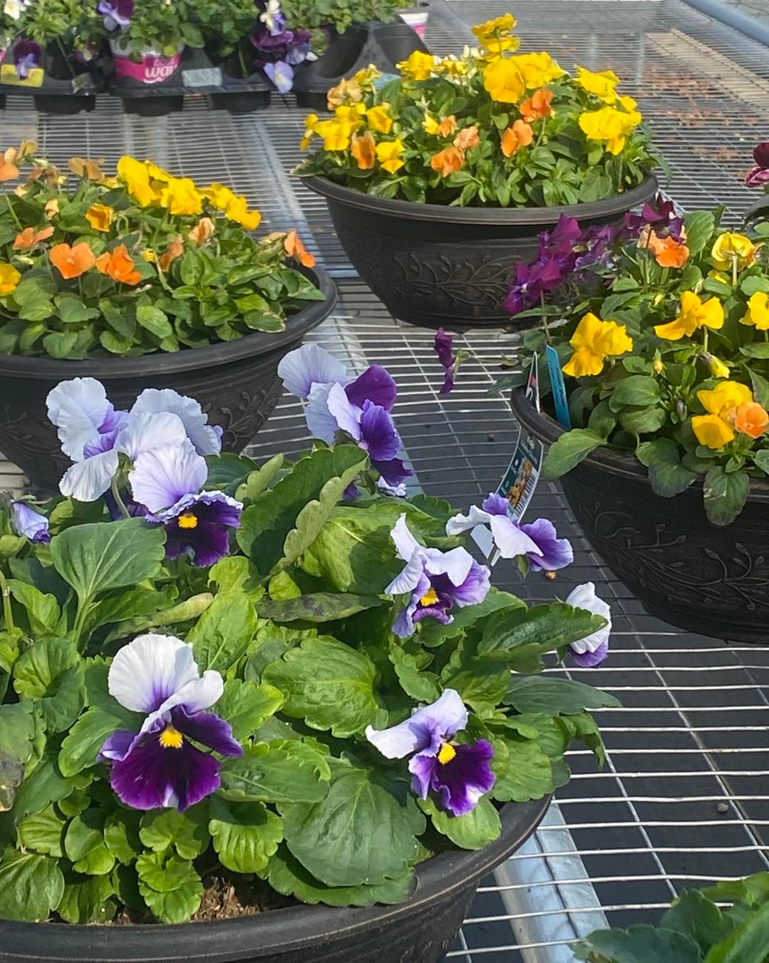 Stunning Bennett Nursery Huntsville Al Gallery