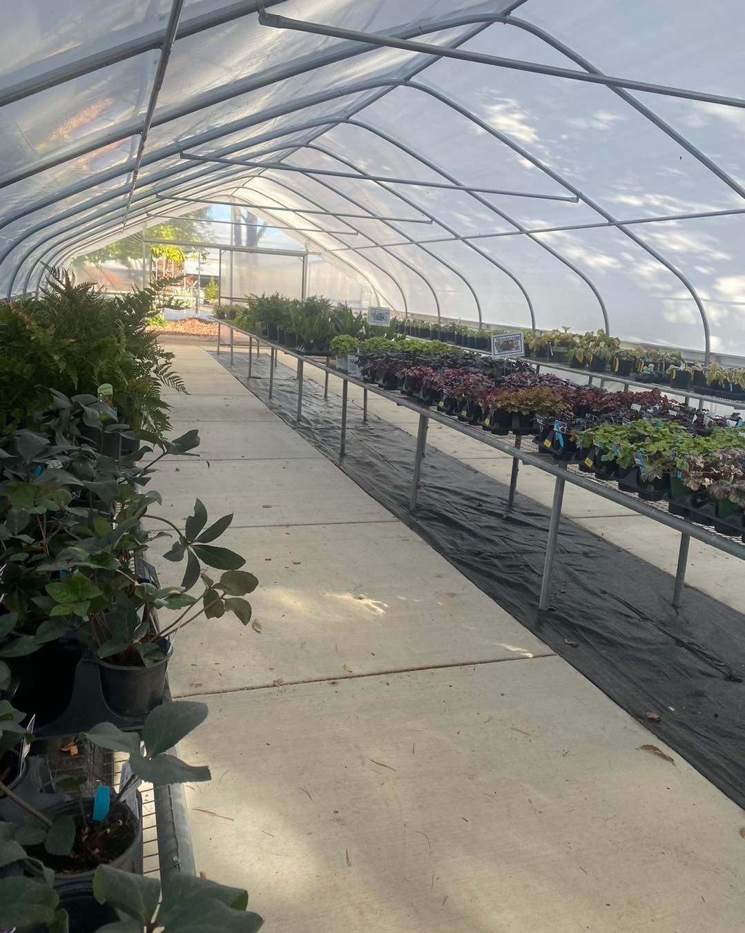 Stunning Bennett Nursery Huntsville Al Gallery