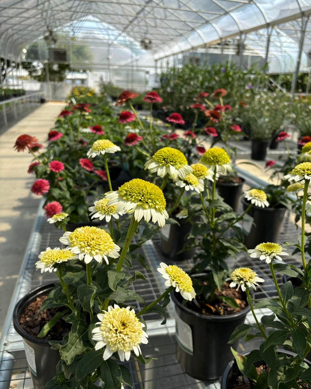 Stunning Bennett Nursery Huntsville Al Gallery