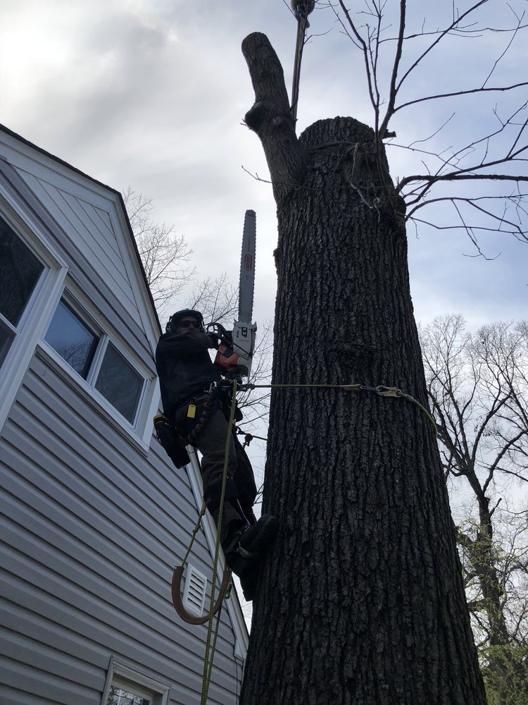 Tree Removing Services - Instagram