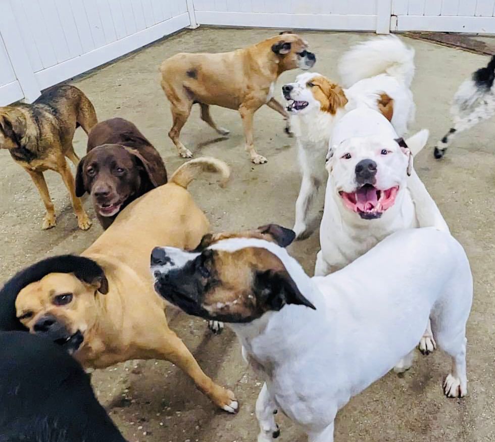 Directory of Doggie Daycare & Boarding in Woodmere, NY BringFido