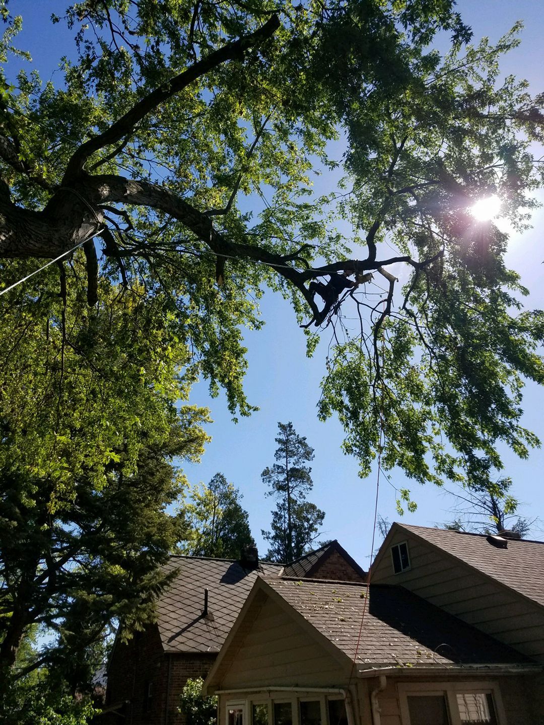 Tree Service Toledo, OH Sidonian Tree Service