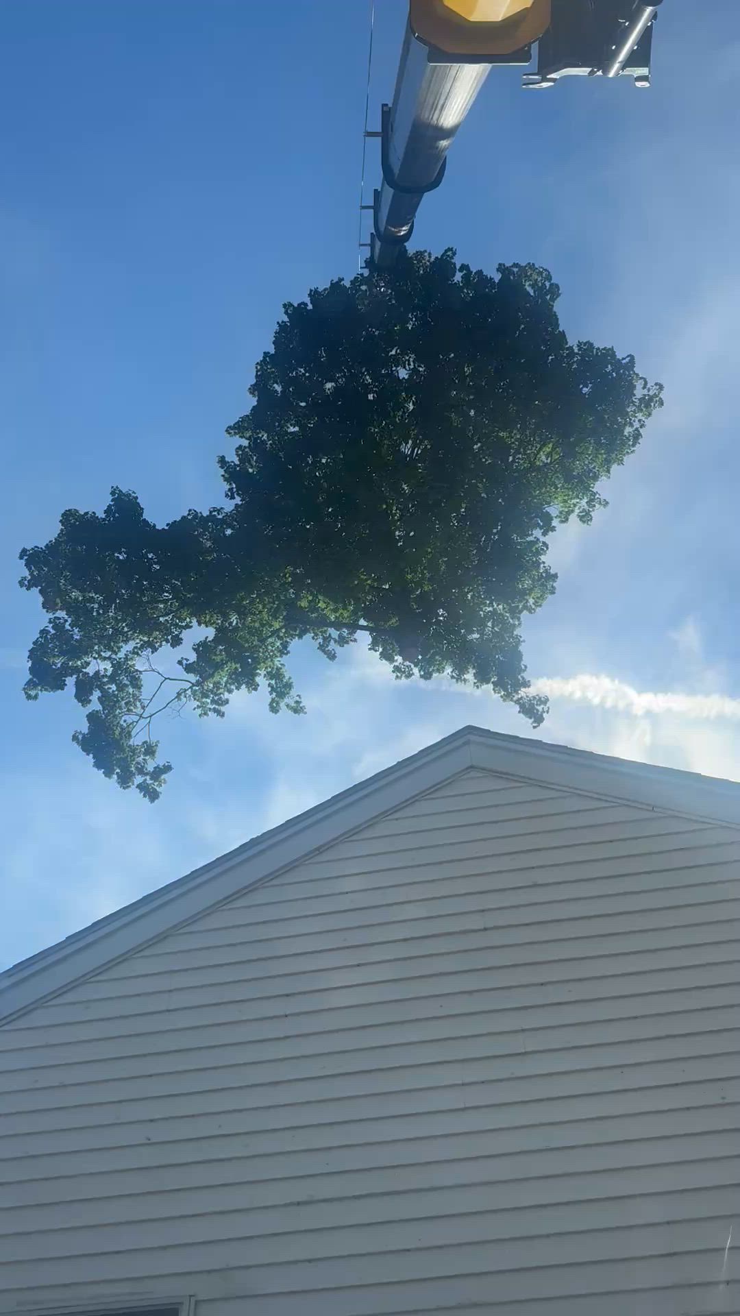  McCook Bend The Tree【SoftTouchPre】 🔥 Modern Bent Tree Masterpiece 🔥 A breathtaking