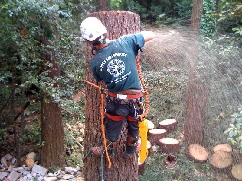 Expert Arborist Services | Roots and Shoots LLC