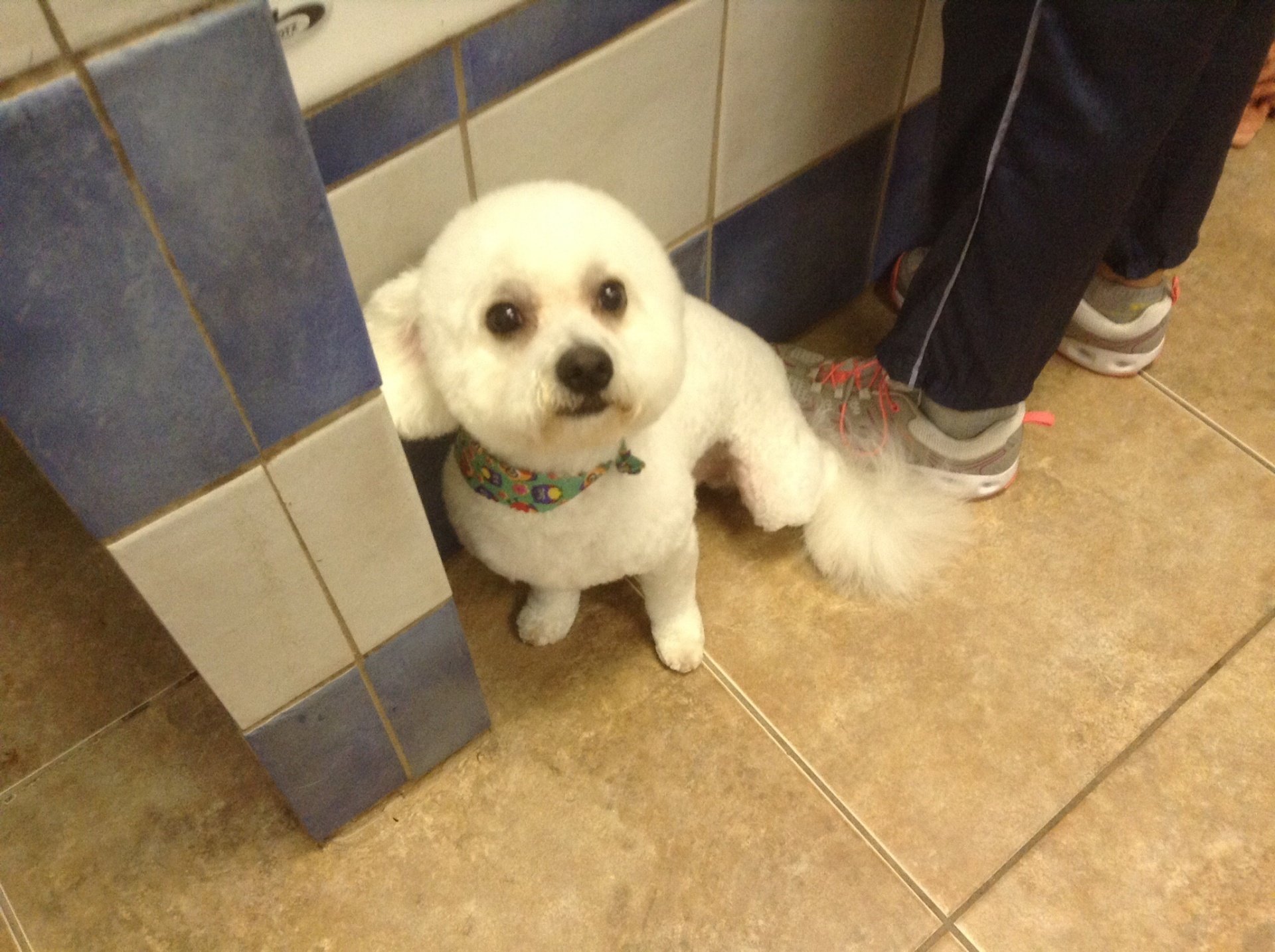 Photo Gallery Dog Grooming Wellington, FL Puppyarazzi Grooming