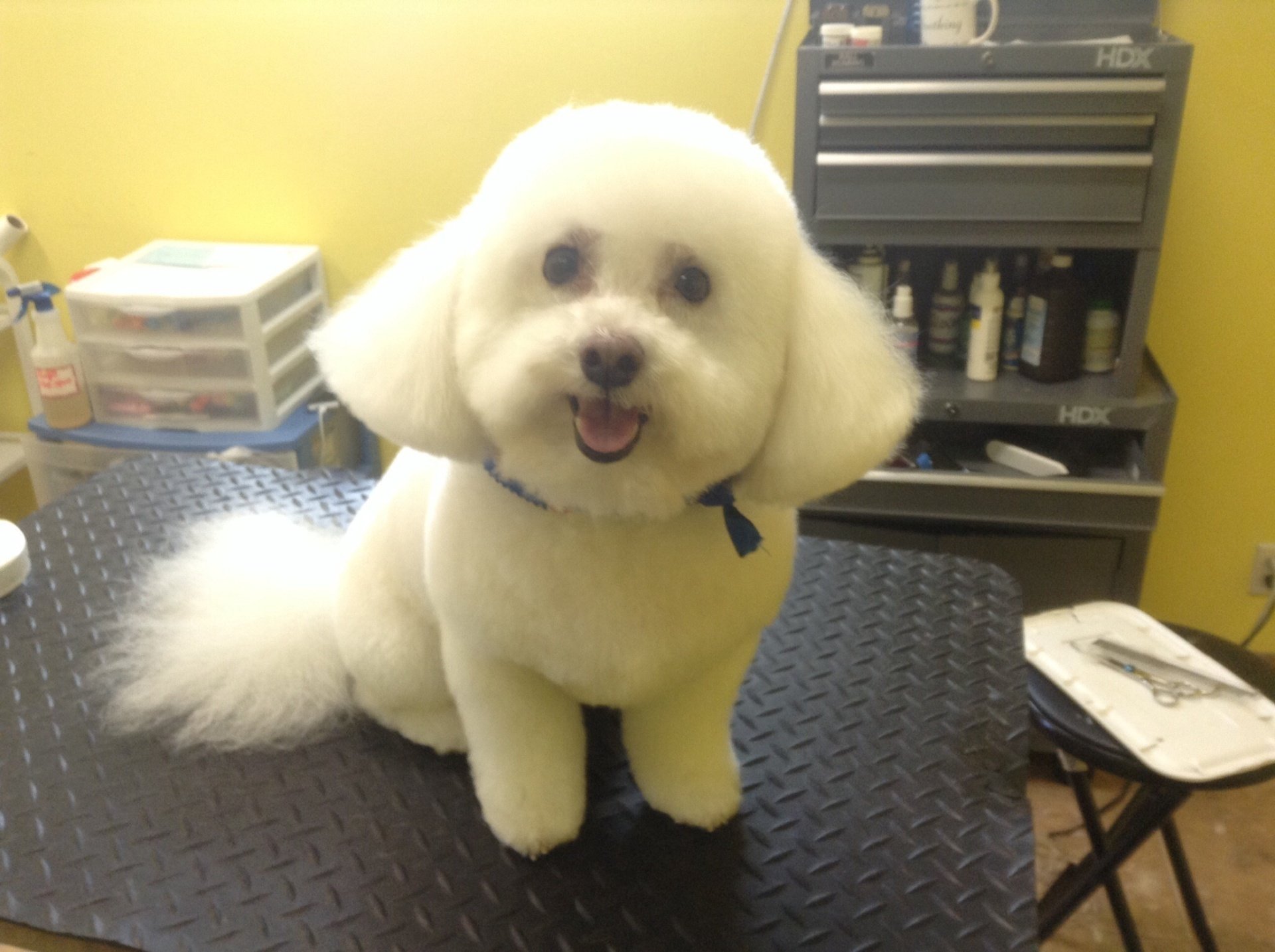 Photo Gallery Dog Grooming Wellington, FL Puppyarazzi Grooming