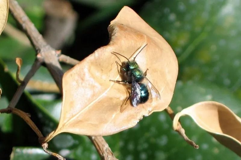 Bee Control Northwest | Portland, OR