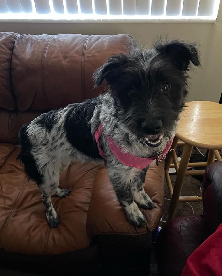 Dog Boarding Gallery Cowboy Joe's Dog Boarding