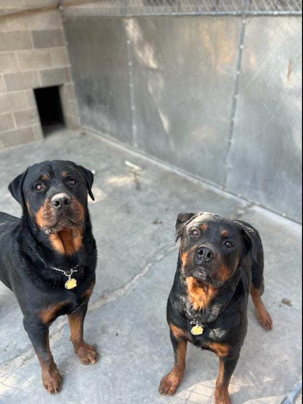 Dog Boarding Gallery Cowboy Joe's Dog Boarding