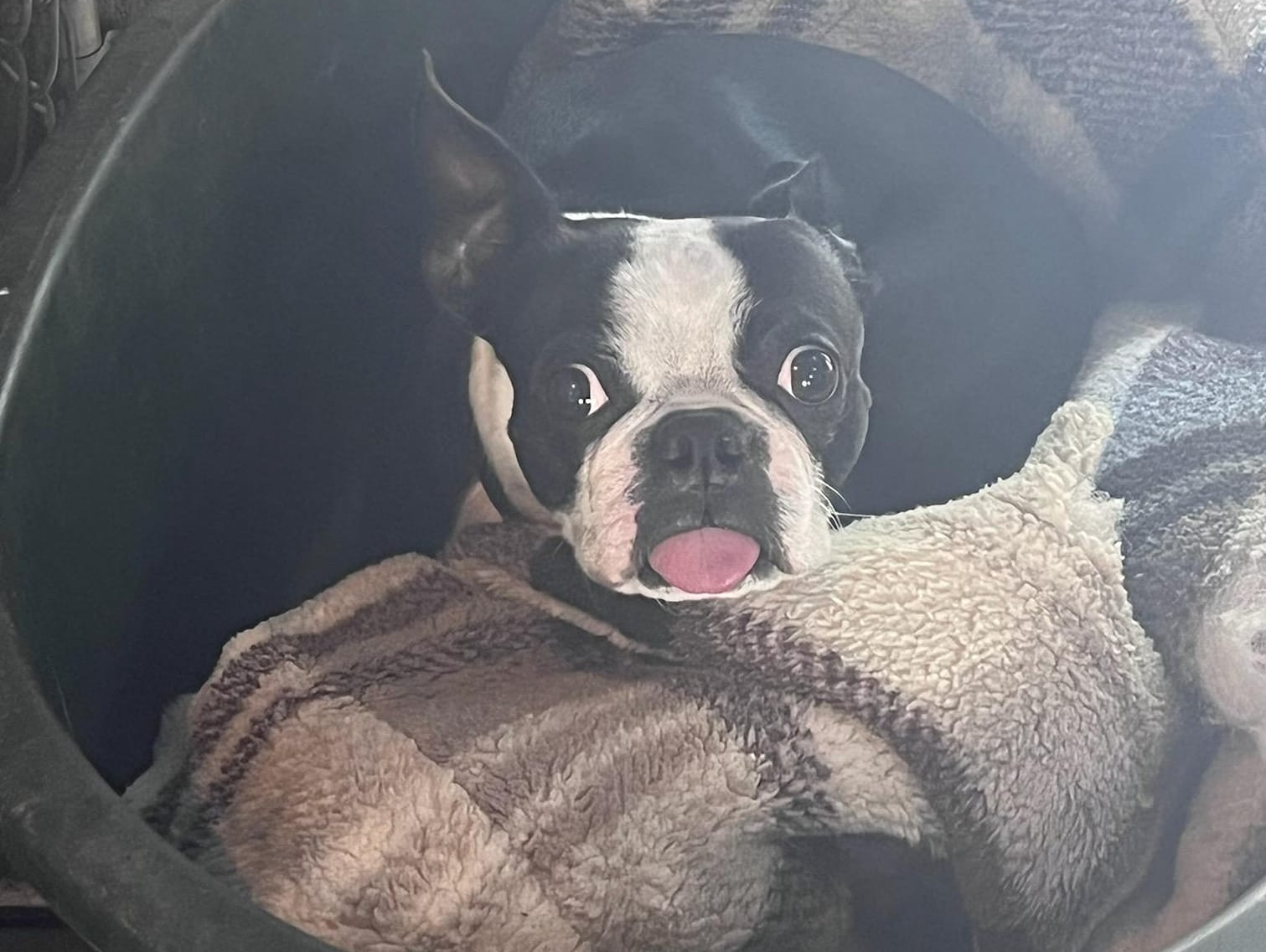 Cowboy Joe's Dog Boarding Salt Lake City, UT