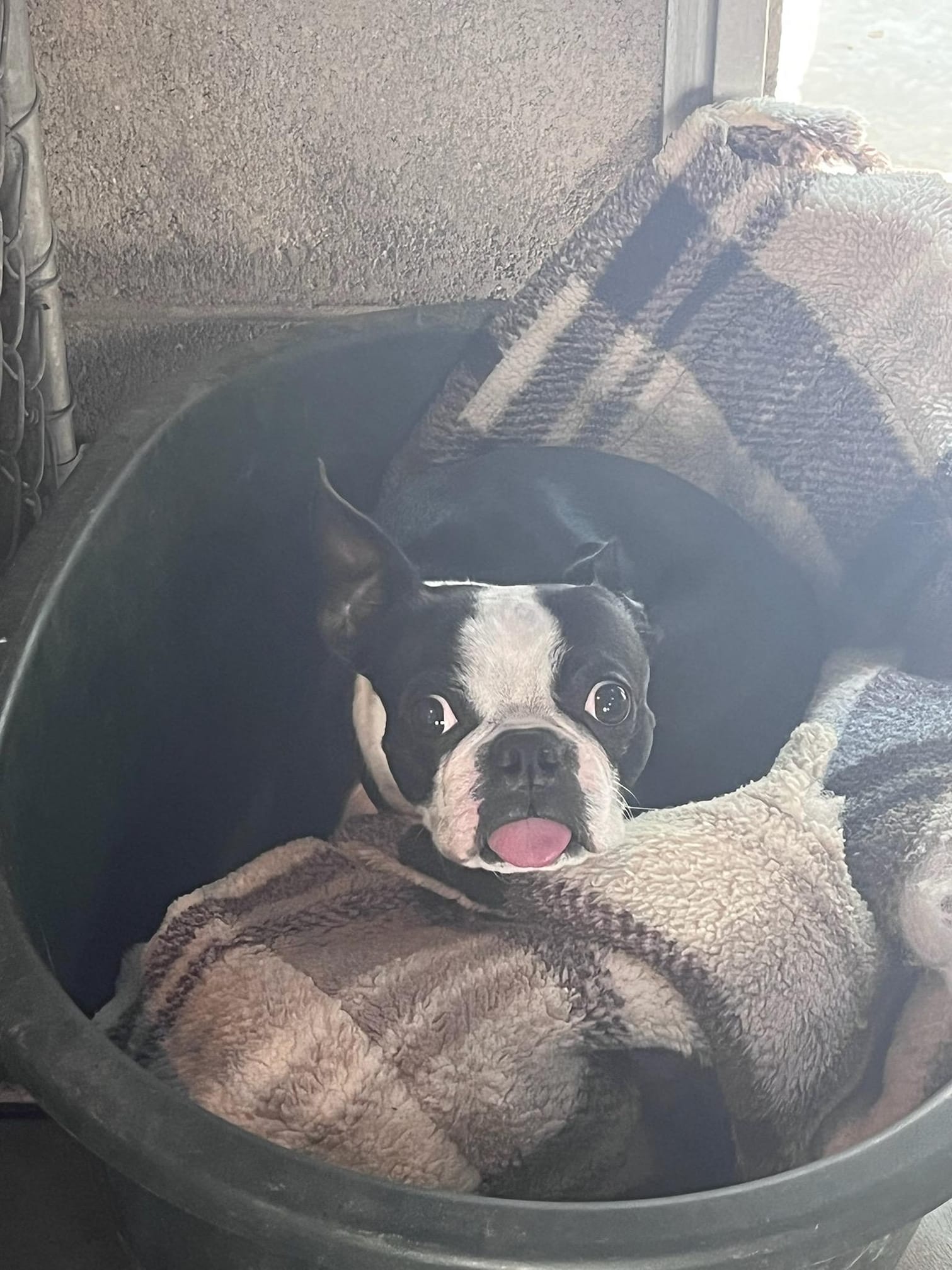 Dog Boarding Gallery Cowboy Joe's Dog Boarding